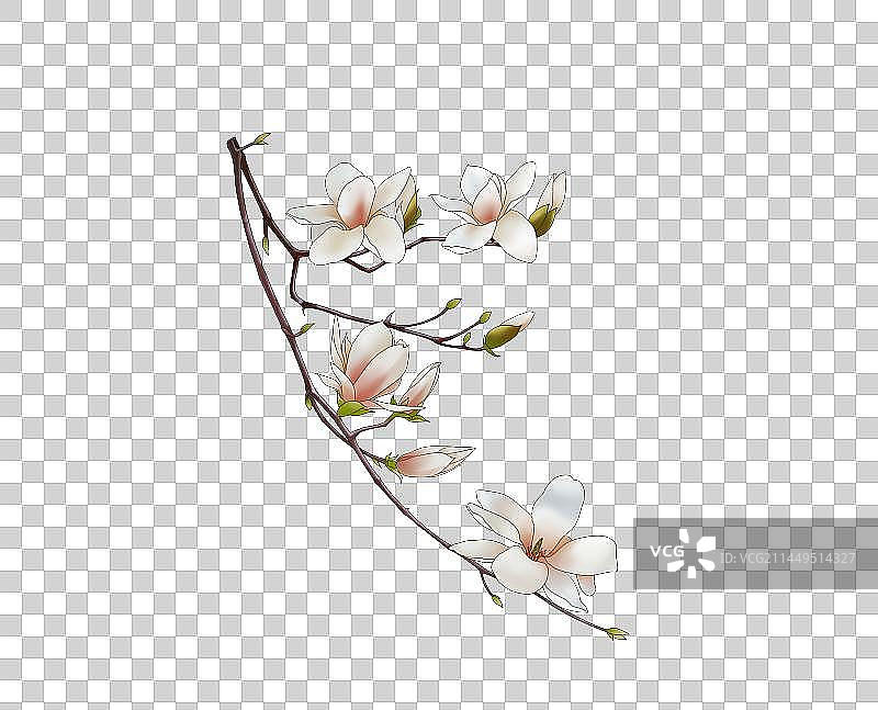 玉兰花3图片素材