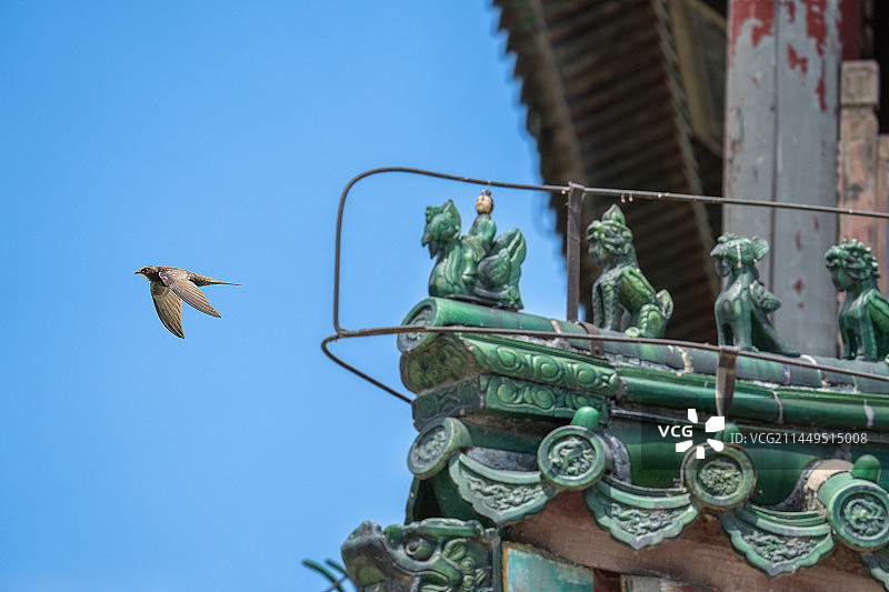 颐和园古建筑斗拱边的北京雨燕图片素材