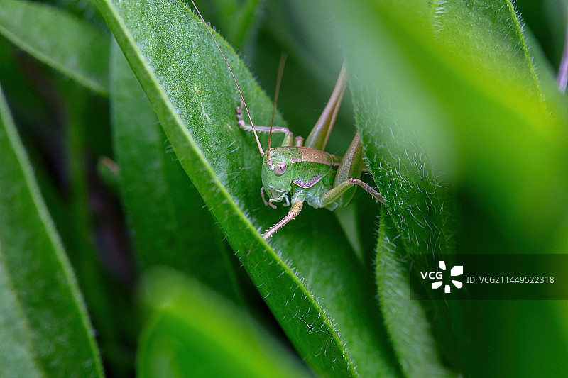 野草里的螽斯图片素材