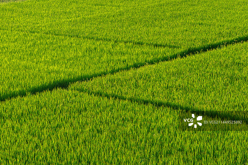 俯拍绿色梯田里的线条  Z形  之字形  汉中市南郑区图片素材