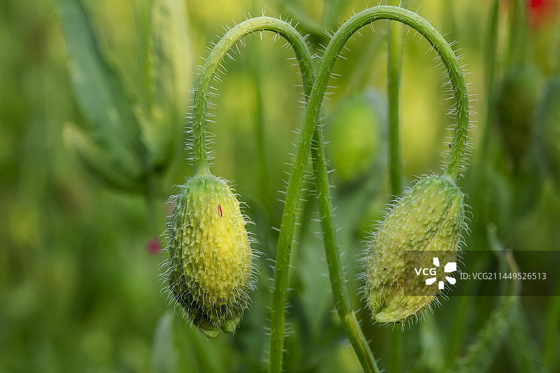 虞美人花朵图片素材