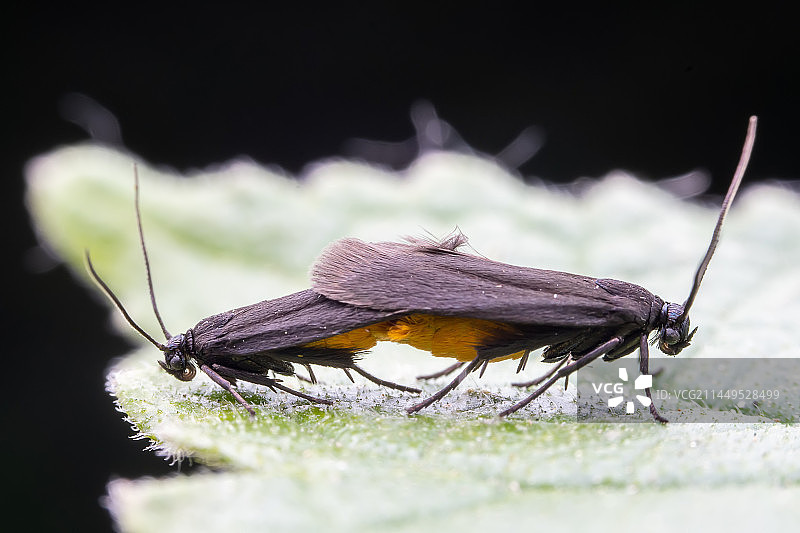 交尾的绢蛾图片素材