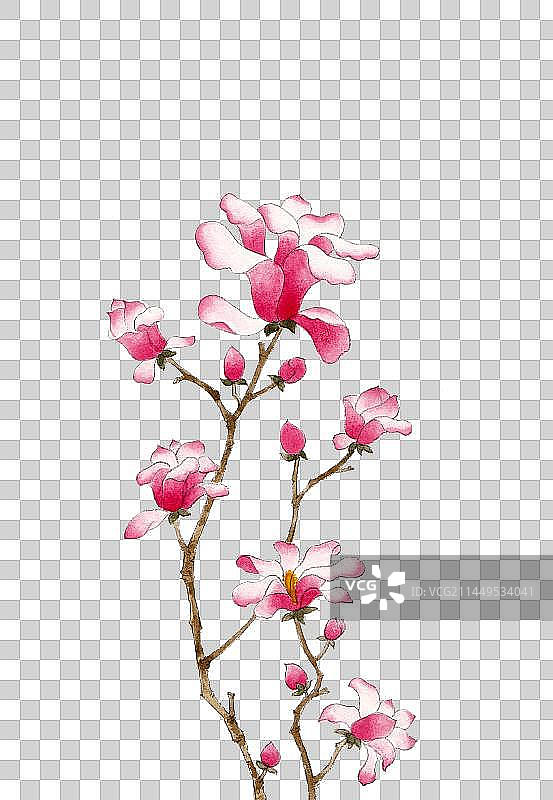 水彩手绘花卉插画玉兰图片素材