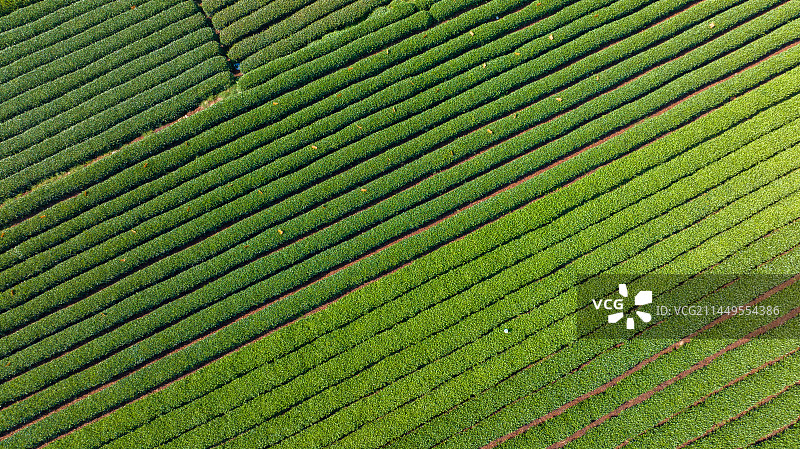 航拍杭州绿色有机茶园图片素材