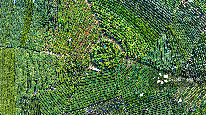 航拍杭州龙坞茶园 茶山 茶田图片素材