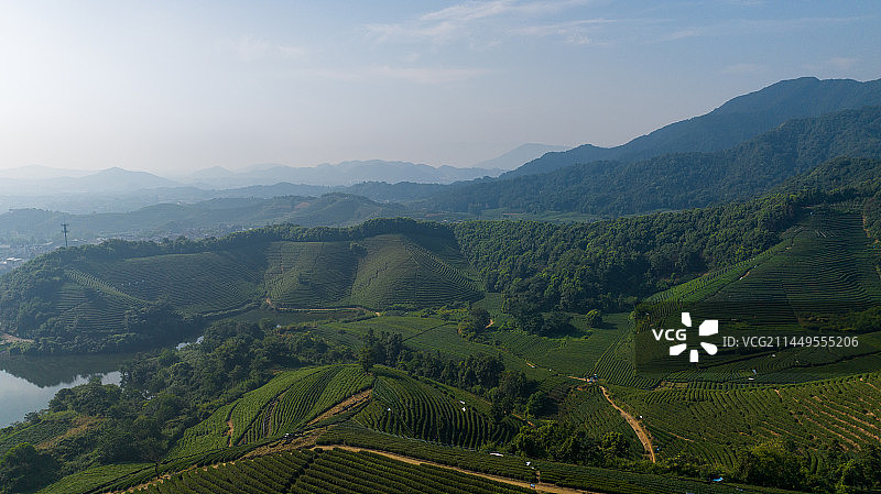航拍杭州龙坞茶园 茶山 茶田图片素材