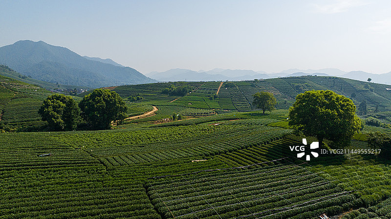 航拍杭州龙坞茶园 茶山 茶田图片素材