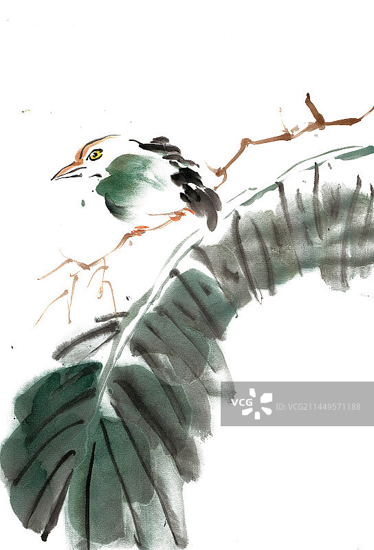 芭蕉叶与小鸟图片素材