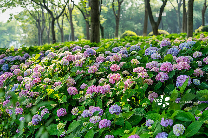 无尽夏绣球盛开花球图片素材