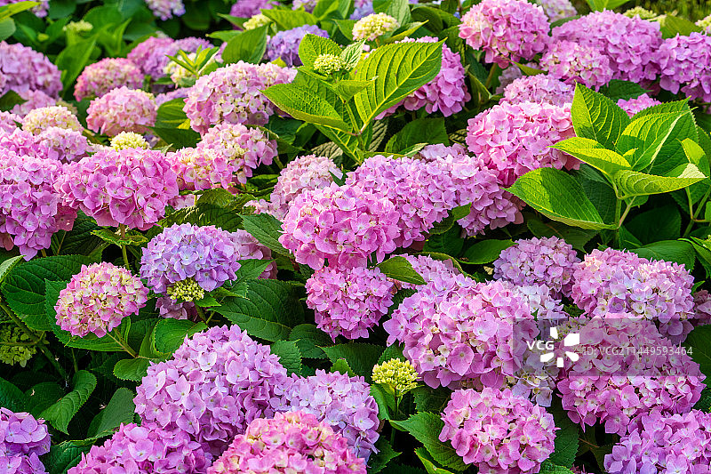 无尽夏绣球盛开花球图片素材