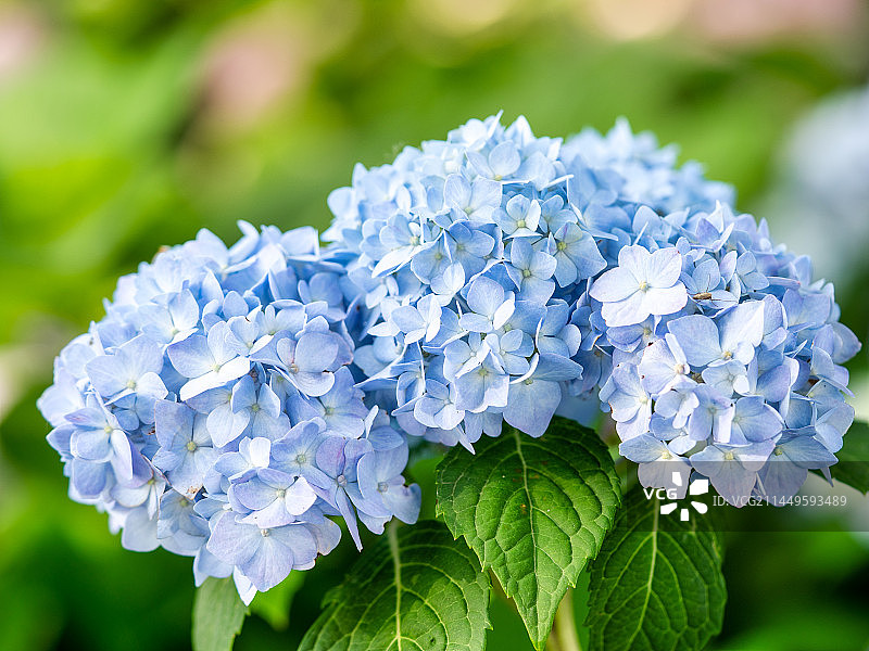 无尽夏绣球盛开花球图片素材