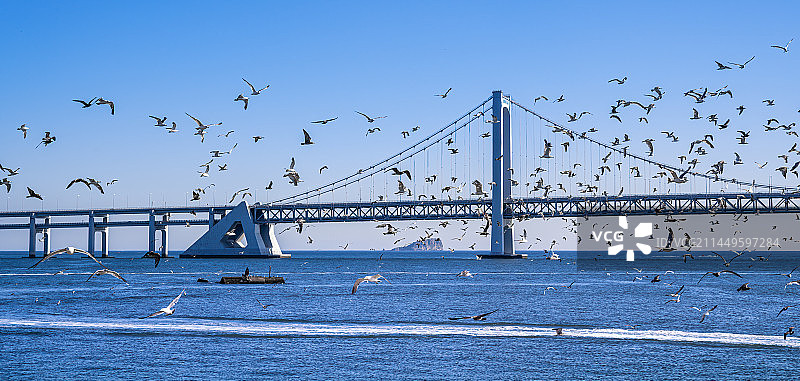 大连星海广场看星海湾大桥与海鸥同框图片素材