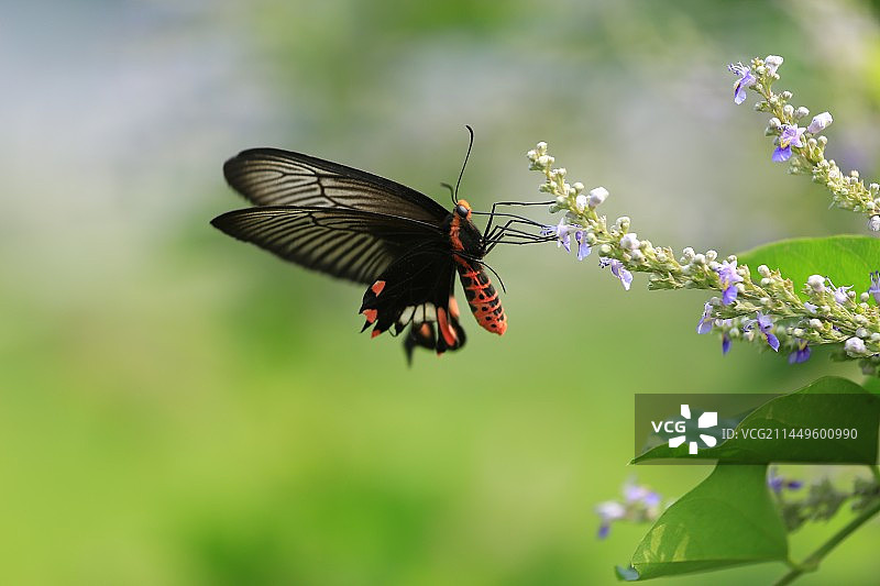 红珠凤蝶图片素材