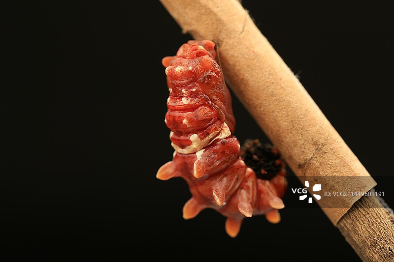 红珠凤蝶成蛹全过程图片素材