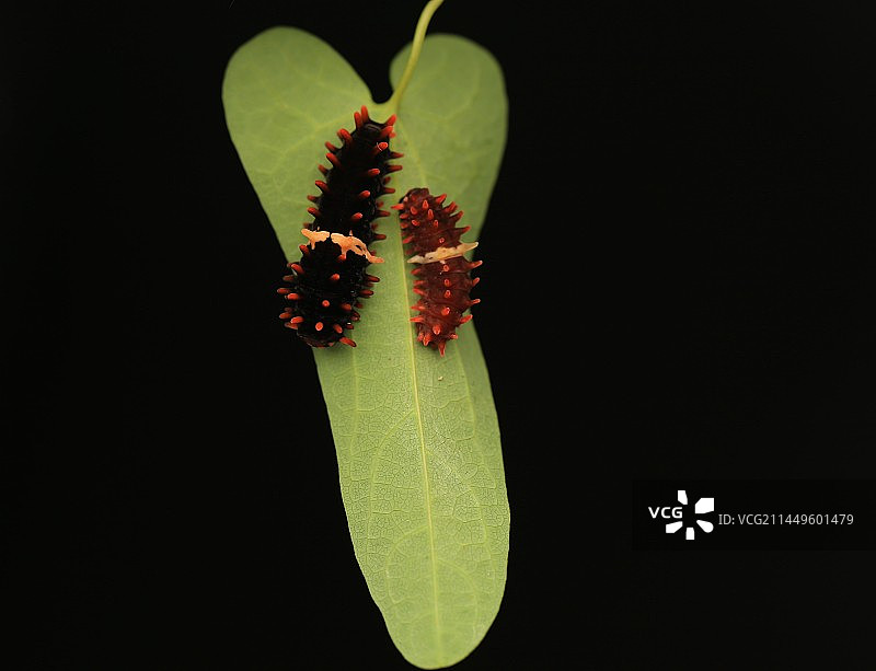 红珠凤蝶幼虫在马兜铃上图片素材