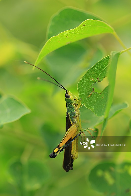 蝗虫图片素材