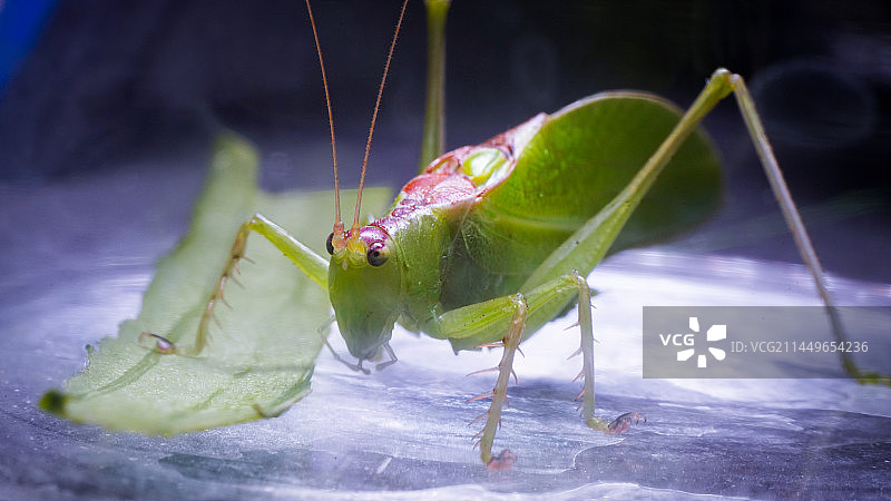 瓶中的蝈蝈图片素材
