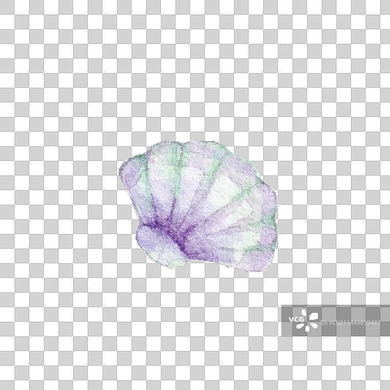 水彩手绘一个海洋生物扇贝贝类特写图片素材