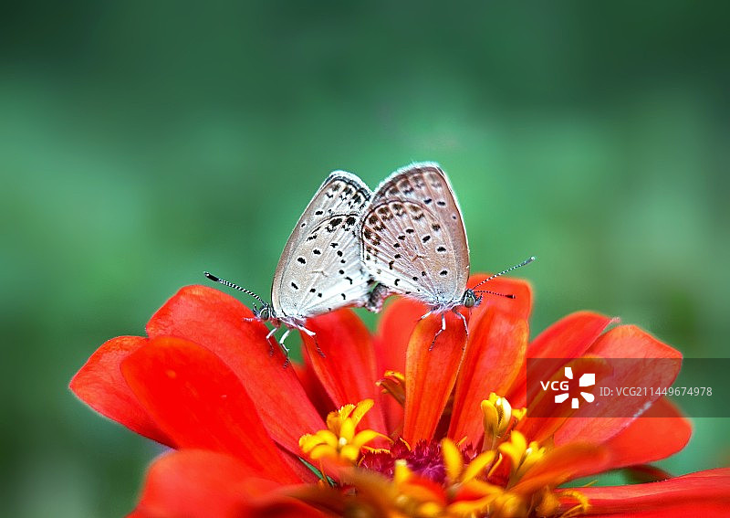 洞房花烛夜（小灰蝶特写）图片素材