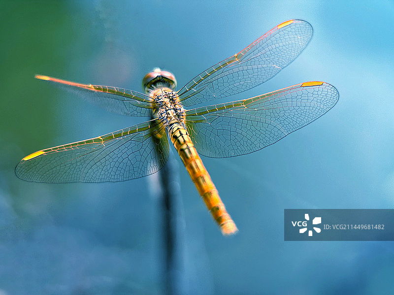 蜻蜓点水图片素材