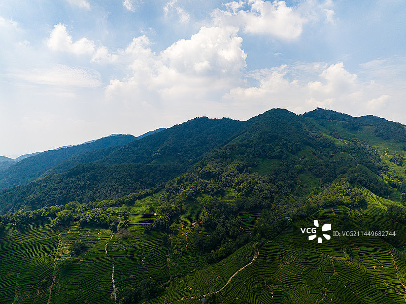 杭州西湖龙井茶园图片素材