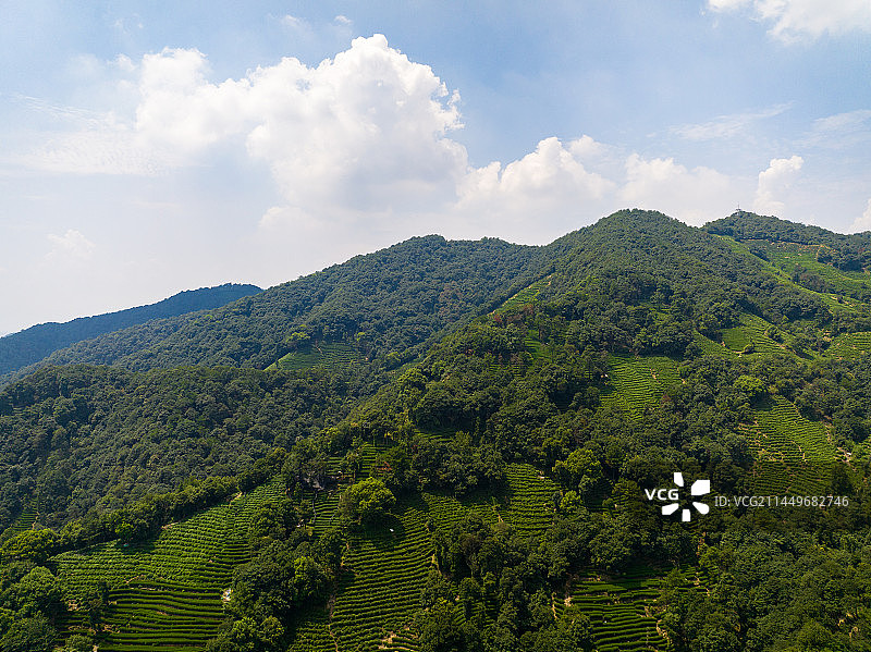 杭州西湖龙井茶园图片素材