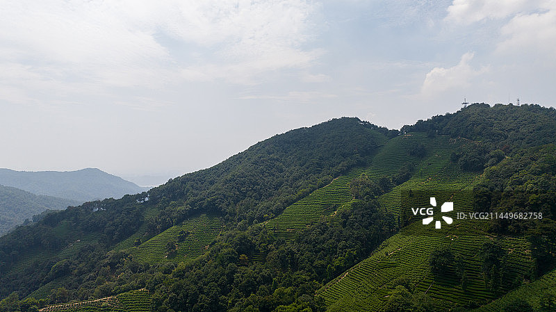 杭州西湖龙井茶园图片素材