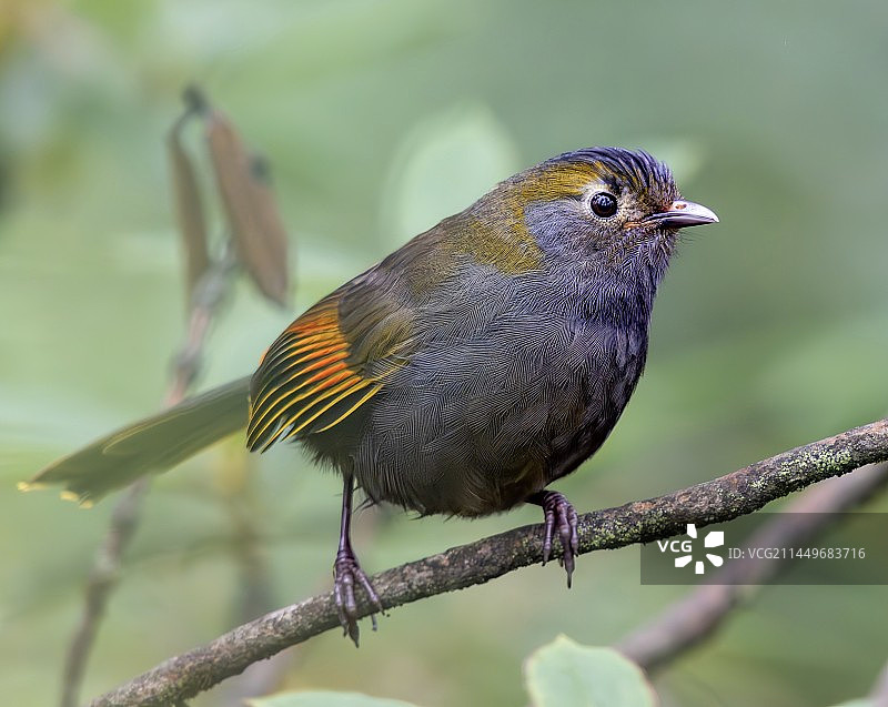 国一，灰胸薮鹛图片素材