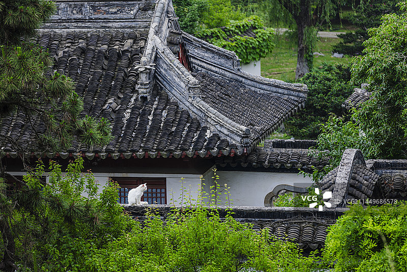 南京明孝陵的猫图片素材