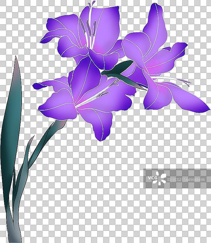 二十四节气花卉-鸢尾花图片素材