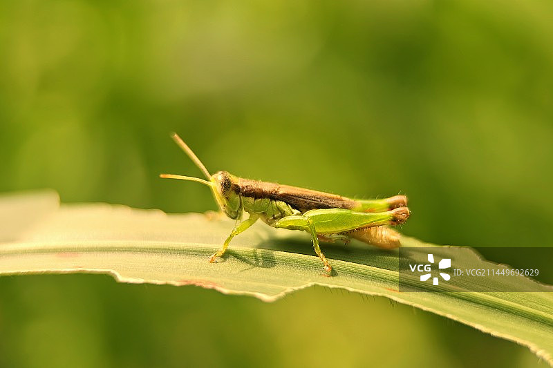 深圳秋天的蚂蚱，还能蹦哒好久呢！图片素材