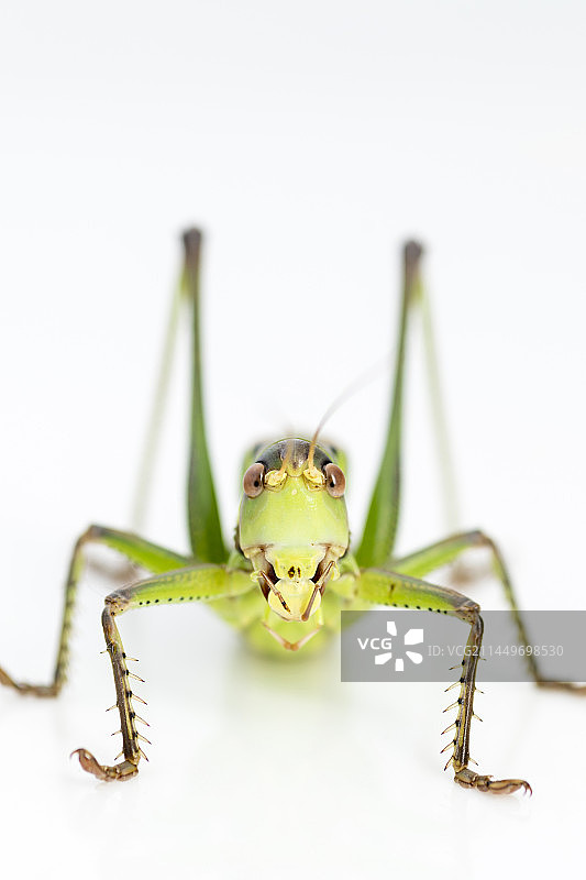 鸣虫蝈蝈站立在桌面上特写图片素材