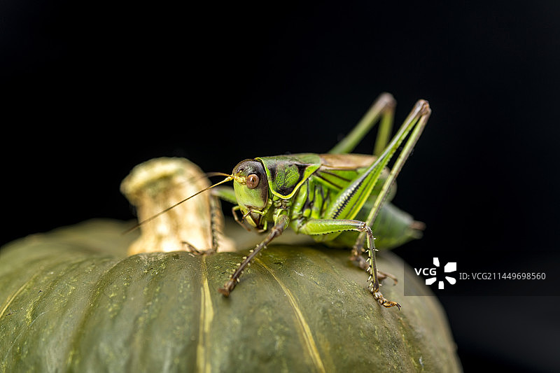 鸣虫蝈蝈站立在桌面上特写图片素材