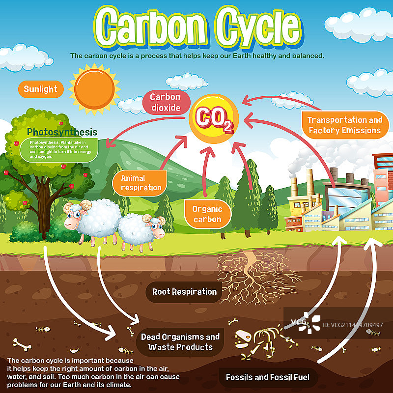 科学教育中的碳循环图图片素材