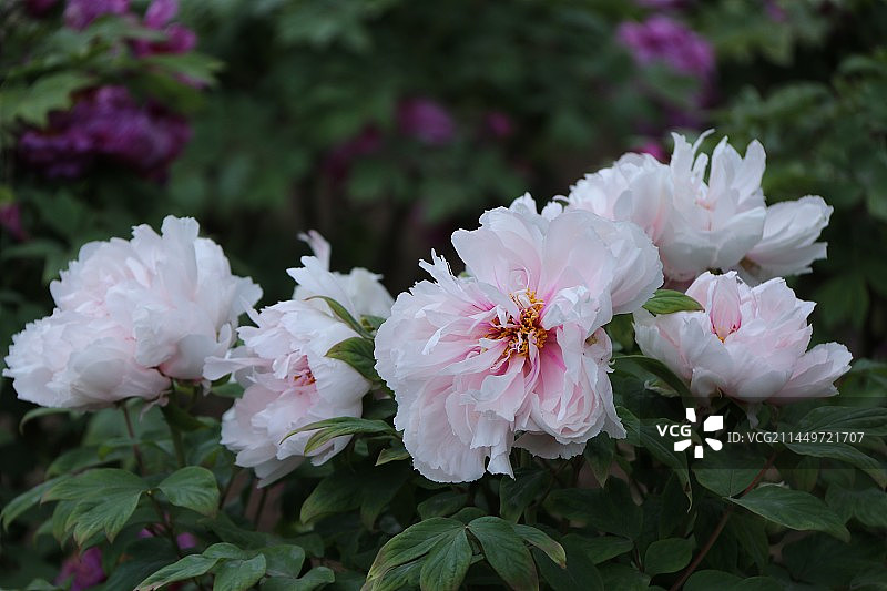 春日牡丹真国色图片素材