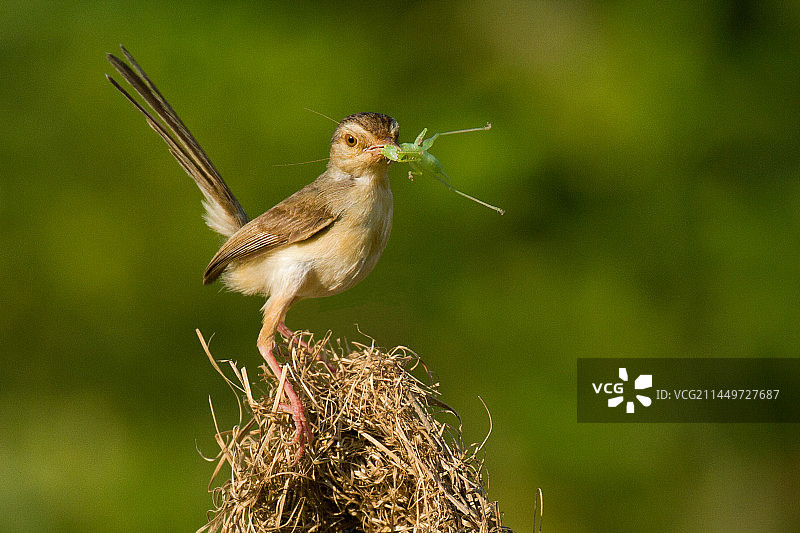 鹪莺捕猎         鹪莺乃小型食肉林鸟，擅长猎捕小昆虫及软体小动物为食图片素材