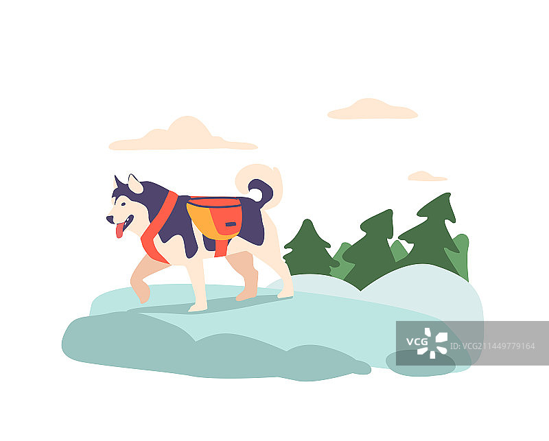 山中强壮坚韧的爱斯基摩犬图片素材