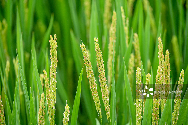 立秋节气正在灌浆生长的水稻特写图片素材