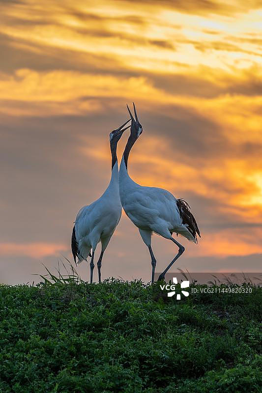 扎龙丹顶鹤保护区～仰天长啸图片素材