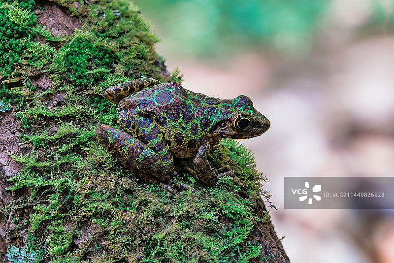 黄岗臭蛙图片素材
