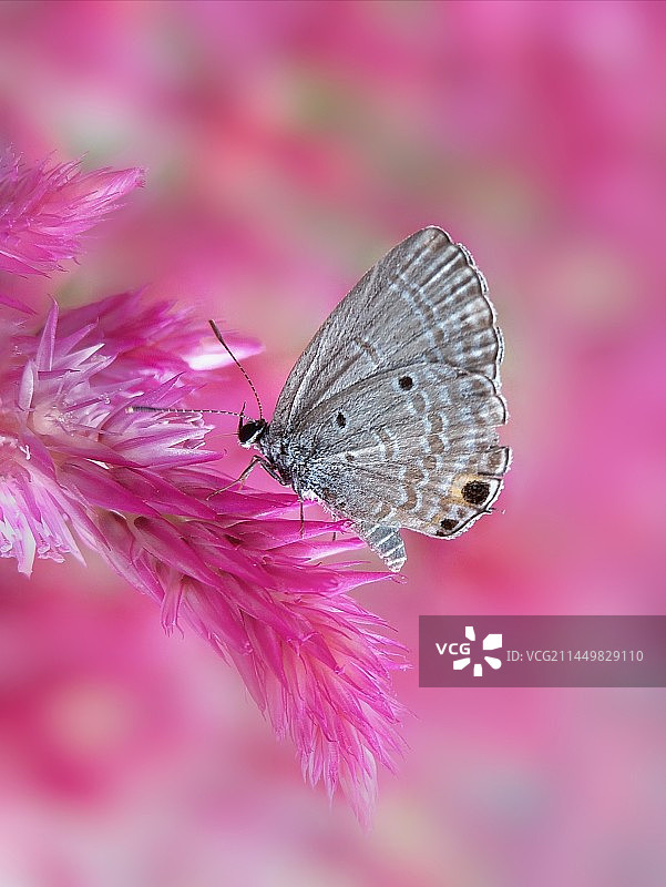 粉色浪漫•粉蝶图片素材
