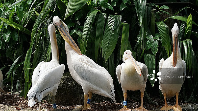 新加坡动物园中的白鹈鹕视图图片素材