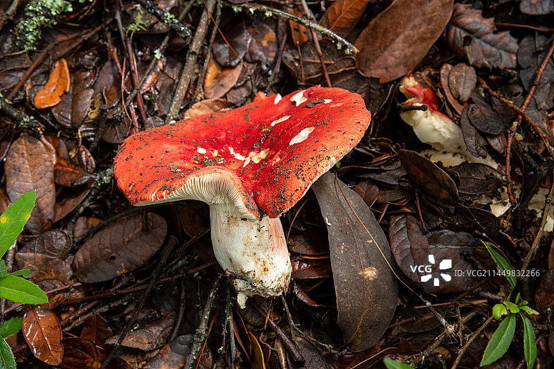 云南美食野生菌图片素材