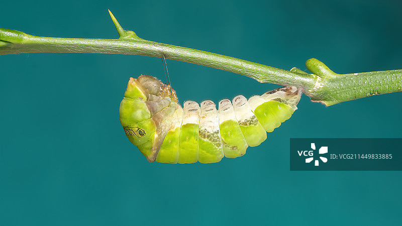 预蛹的玉带凤蝶图片素材