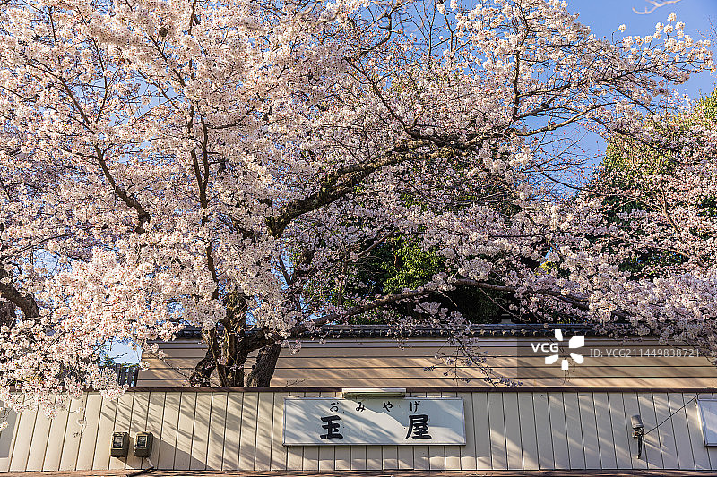日本奈良樱花图片素材