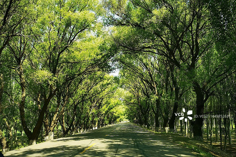 光影林荫道图片素材