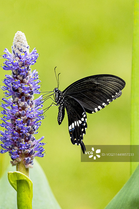 一只雄性玉带凤蝶图片素材