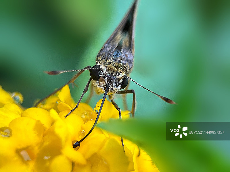 虹吸式口器汲取花蜜图片素材