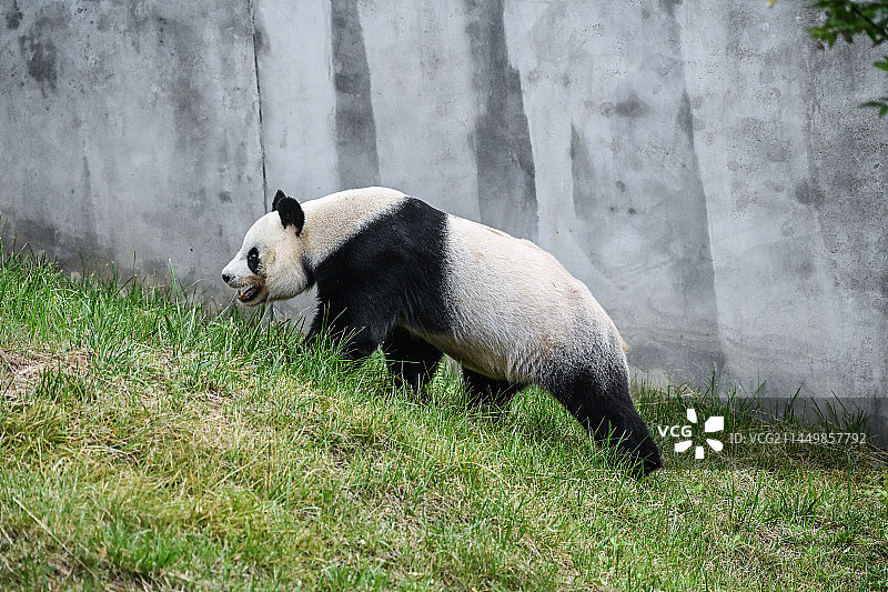 行走中的大熊猫图片素材