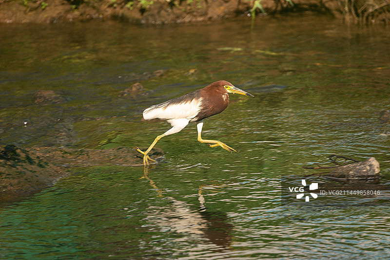 在水中的池鹭图片素材